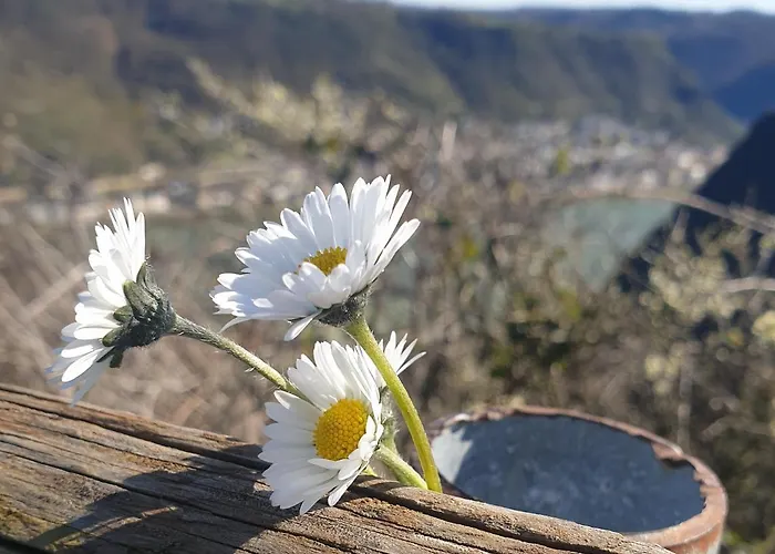 Rheingold * Hirzenach